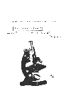 vignetta207