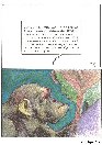 vignetta257