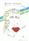 vignetta290